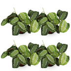 4× Maranta Fascinator Silverband (plante prieuse) – Ø12 cm, 30–35 cm de haut