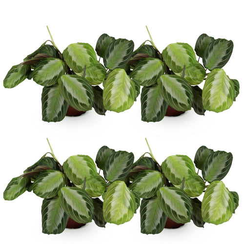 4× Maranta Fascinator Silverband (Gebetsstaude) – Ø 12 cm, 30–35 cm hoch