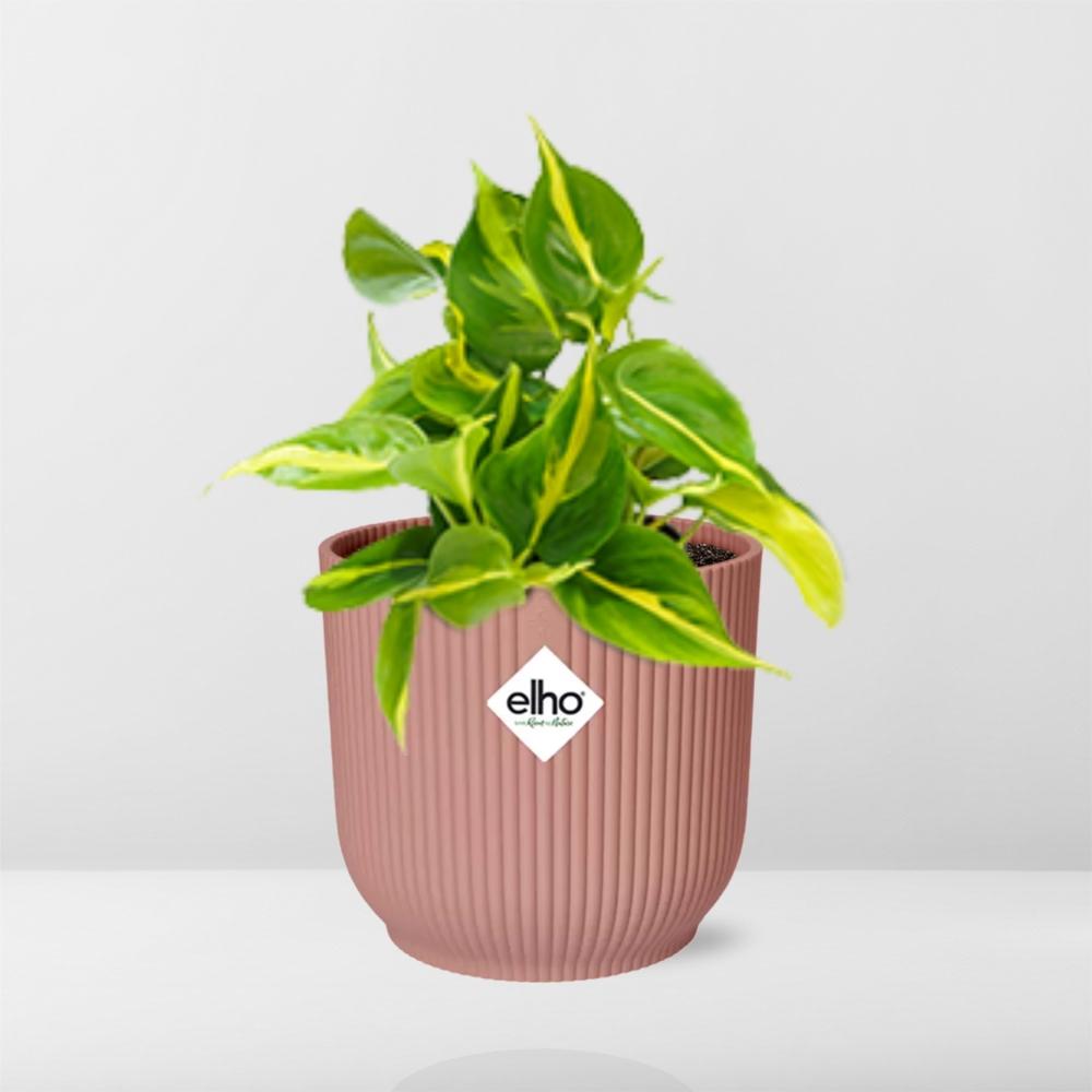 Philodendron scandens ‘Brasil’ in ELHO Vibes Fold 14cm roze – 20 cm hoog