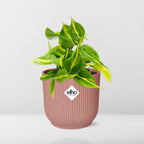 Philodendron scandens ‘Brasil’ in ELHO Vibes Fold 14cm roze – 20 cm hoog