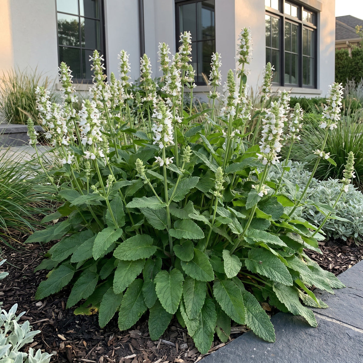 Stachys officinalis alba (Alpen-Königskerze) – weiß – Ø 11 cm, 15–25 cm hoch – Bild 6