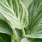 Philodendron White Measure – Ø6 cm, 10 cm høj
