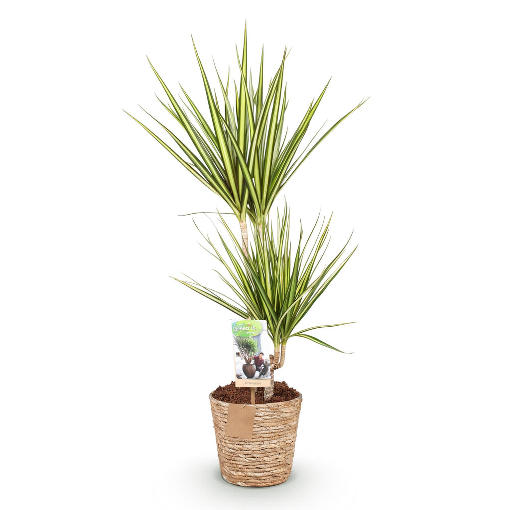 Dracaena Sunray (arbre dragonnier) avec panier – Ø17 cm, 70–75 cm de haut