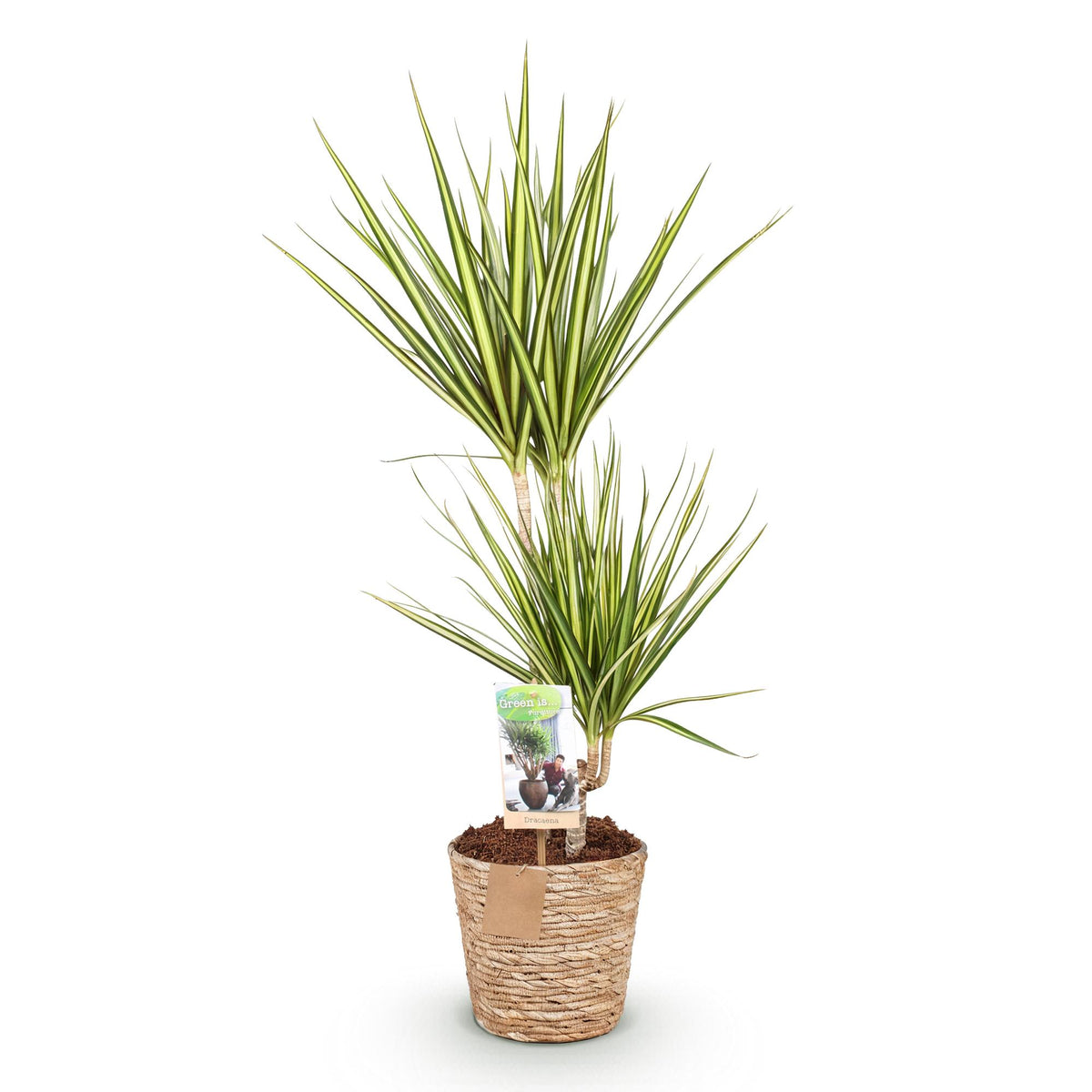 Dracaena Sunray (drakenboom) met mand – Ø17 cm, 70–75 cm hoog
