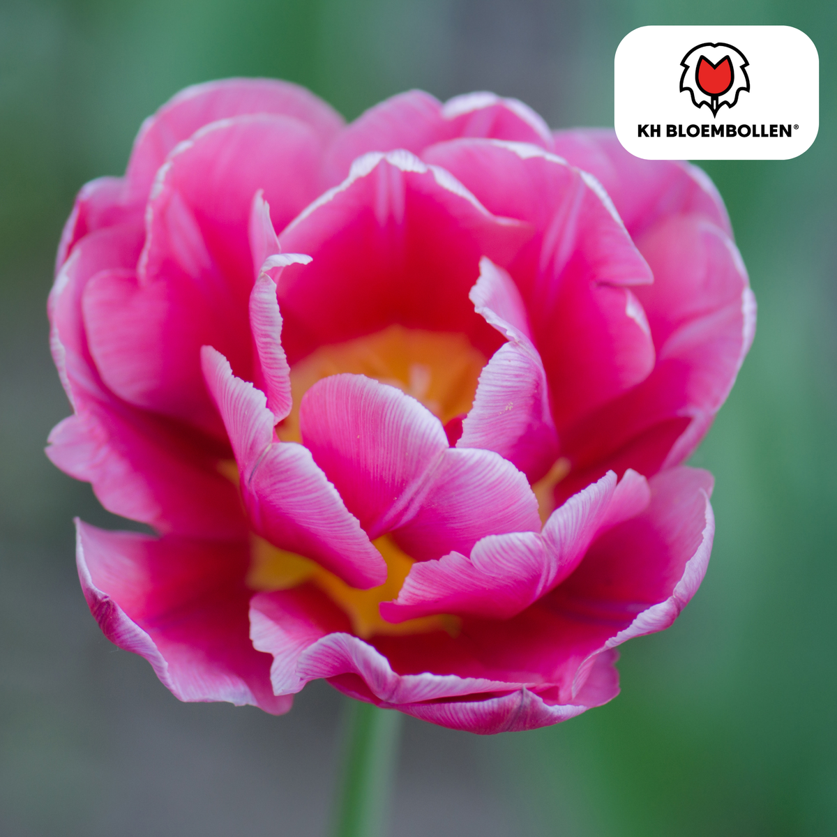 Tulipe 'Columbus' – 20 bulbes (taille 11/12)