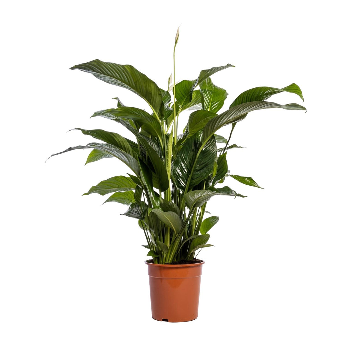 Spathiphyllum Bellini (lepelplant) – Ø24 cm, 100 cm hoog