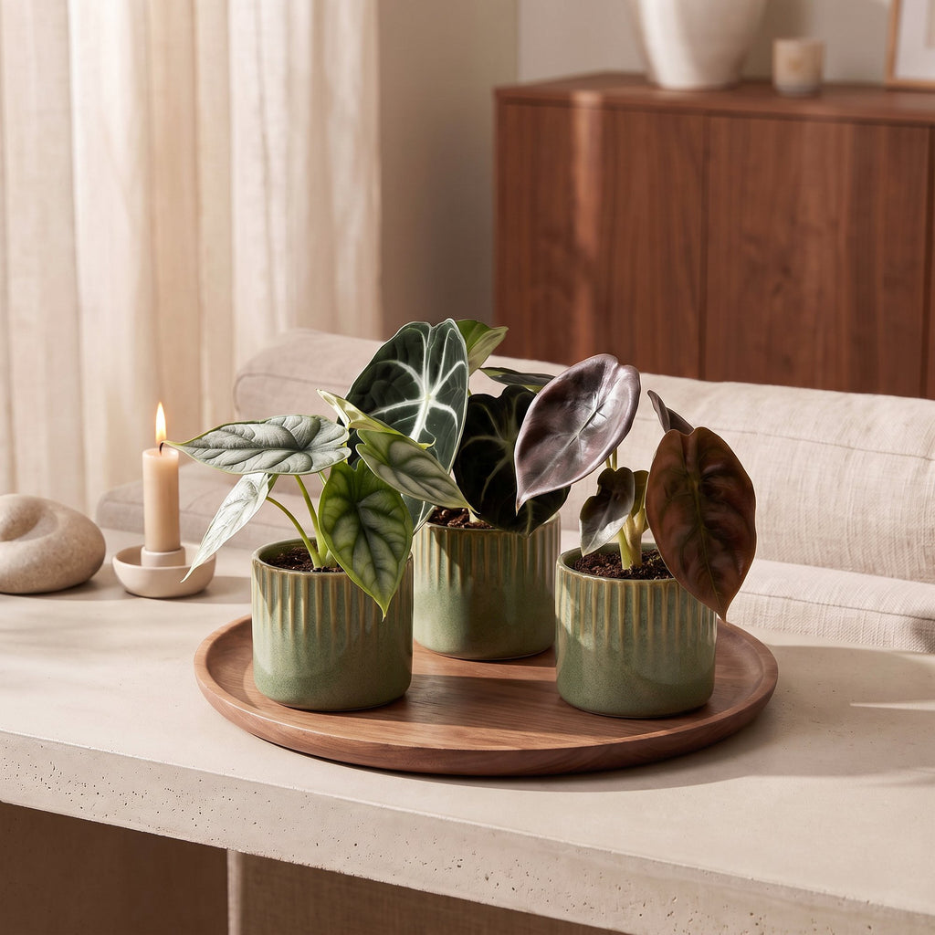 3× Baby Alocasia Tricolour (olifantsoor) incl. Linnea Olive – Ø6 cm, 12 cm hoog – foto 3