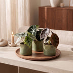 3× Baby Alocasia Tricolour (olifantsoor) incl. Linnea Olive – Ø6 cm, 12 cm hoog