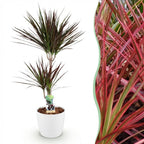 Dracaena Magenta (arbre dragonnier) dans pot décoratif Potter blanc – Ø21 cm, 90–100 cm de haut