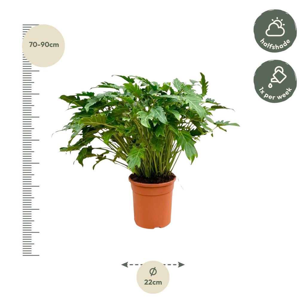 Philodendron Xanadu – Ø 35 cm, 100 cm hoch