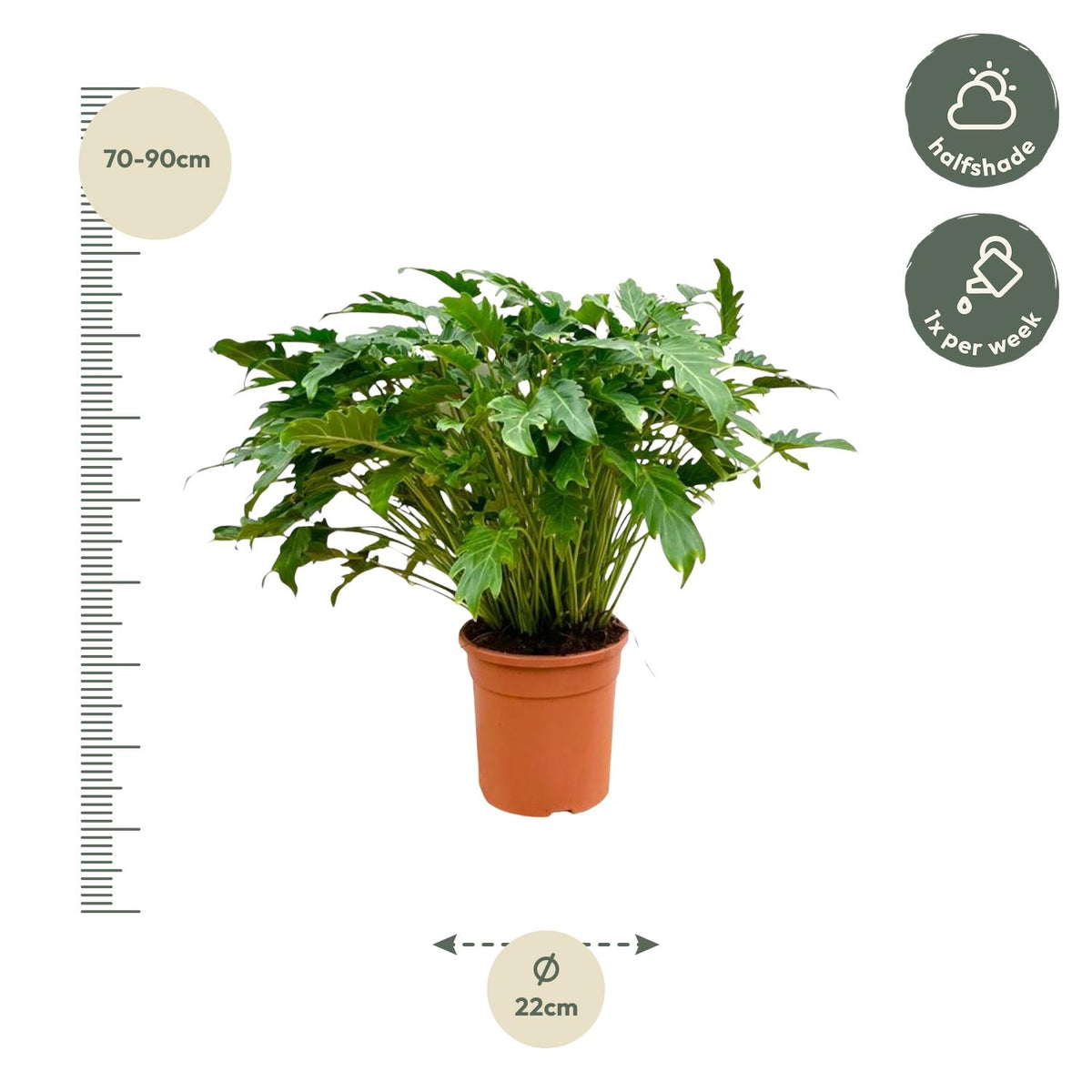 Philodendron Xanadu – Ø 35 cm, 100 cm hoch