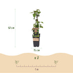 Rubus fruticosus 'Black Satin' (brombæreplante) – 2 planter, Ø15 cm, 50 cm høje