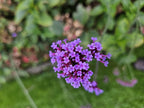 Verbena bon. 'Lollipop' (Eisenhart) – 60 Pflanzen, Ø9 cm, 10–25 cm hoch