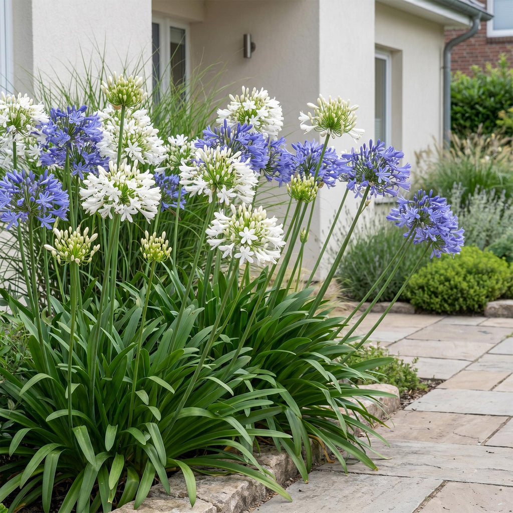 Agapanthus 'Duo' (Lys d'Afrique) – bleu-blanc – 12 plantes, Ø11 cm, 15–25 cm de haut – photo 6