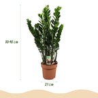 Zamioculcas (ZZ-Pflanze) – Ø 21 cm, 80–90 cm hoch