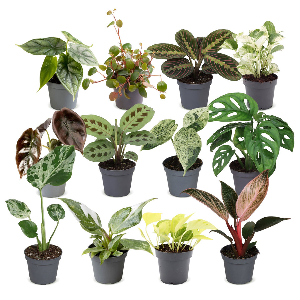 12× Box surprise de plantes d’intérieur – Ø6 cm, 5–15 cm de haut