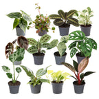 12× Box surprise de plantes d’intérieur – Ø6 cm, 5–15 cm de haut