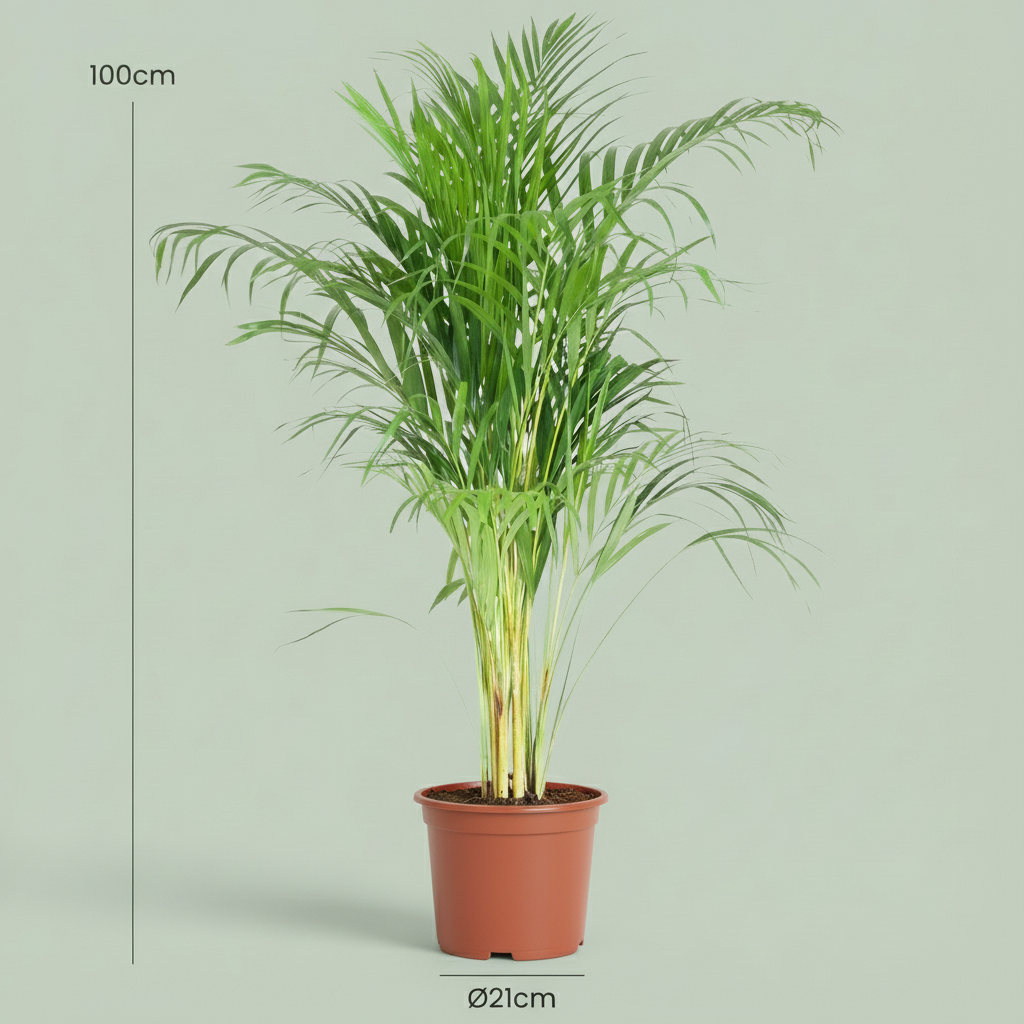 Dypsis lutescens Areca (palmier doré) – Ø21 cm, 90–100 cm de haut