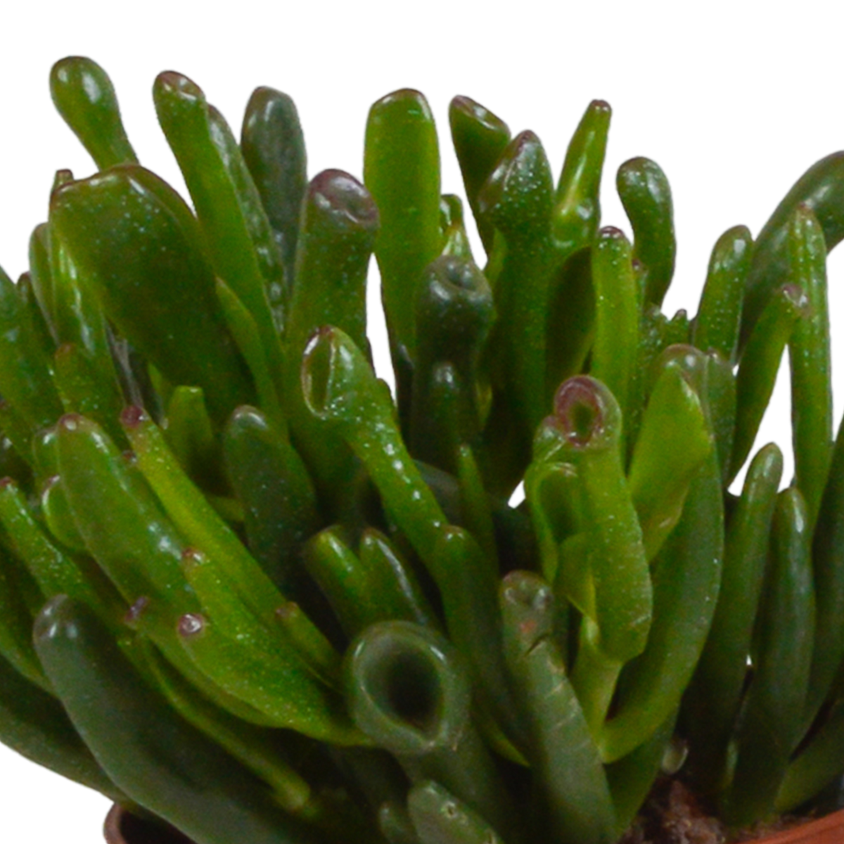 Crassula-Mix (Jade-Pflanze) im weißen Topf – Ø 11 cm, 21 cm hoch