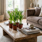 4× Areca Dypsis Lutescens (Goldfarn) – Ø12 cm, 40 cm hoch