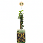 Jasminum nudiflorum (jasmin d'hiver) – jaune – 2 plantes, Ø9 cm, 35 cm de haut