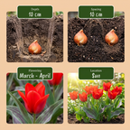 Greigii-tulipan – 120 blomsterløg (løgstørrelse 11/12)