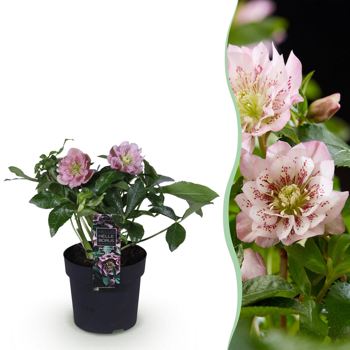 Helleborus orientalis 'Double Ellen Pink' (Christrose) – Ø 14 cm, 35 cm hoch