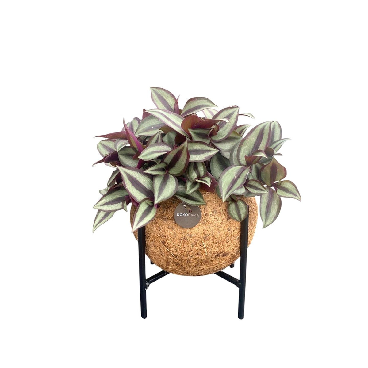 Tradescantia zebrina als Kokodama (Kokosfaserball), auf Metallständer – Ø 15 cm, 25 cm hoch