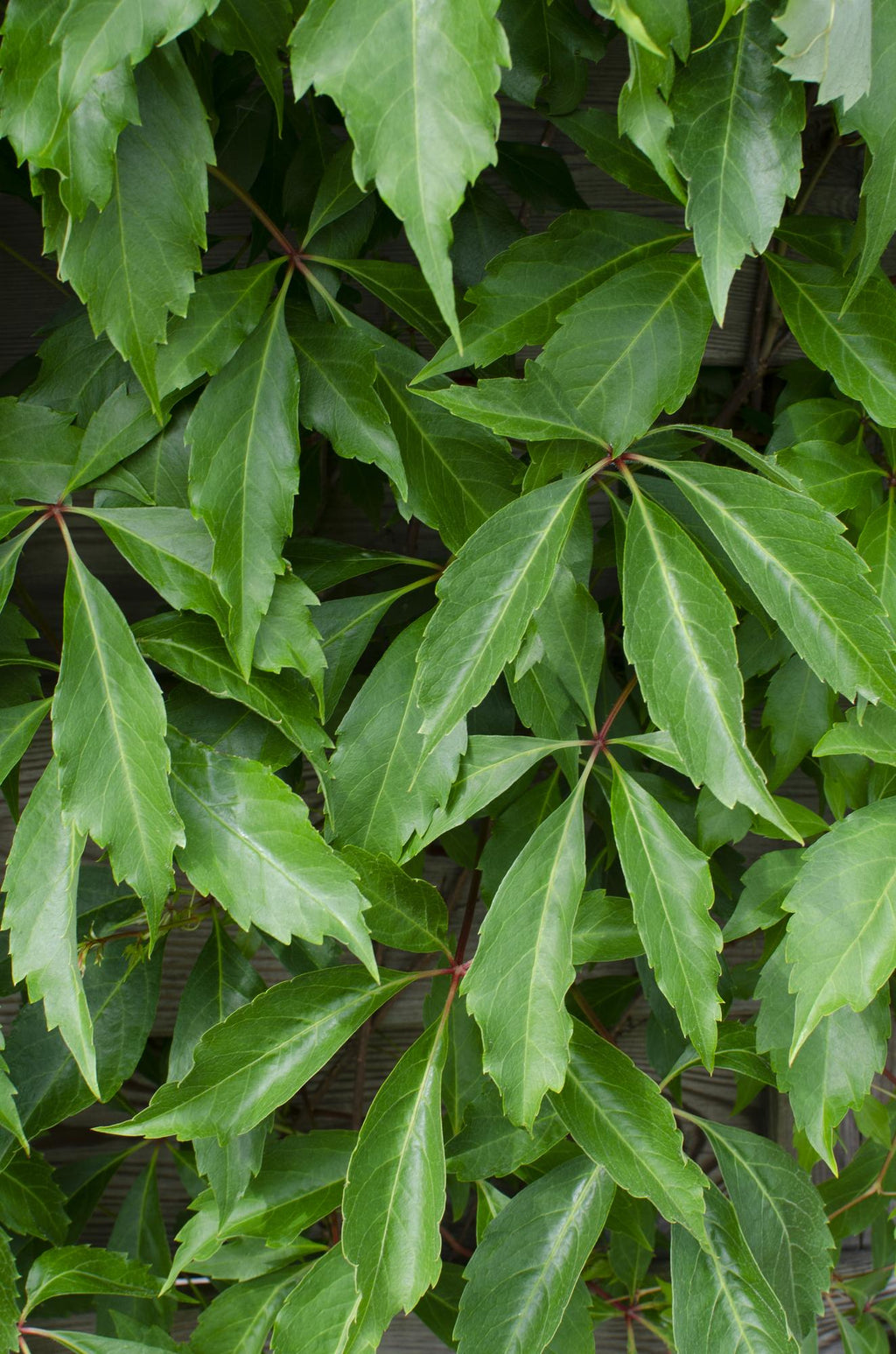 Parthenocissus q. (wild grape) – 3 plants, Ø15 cm, 65 cm high – photo 2