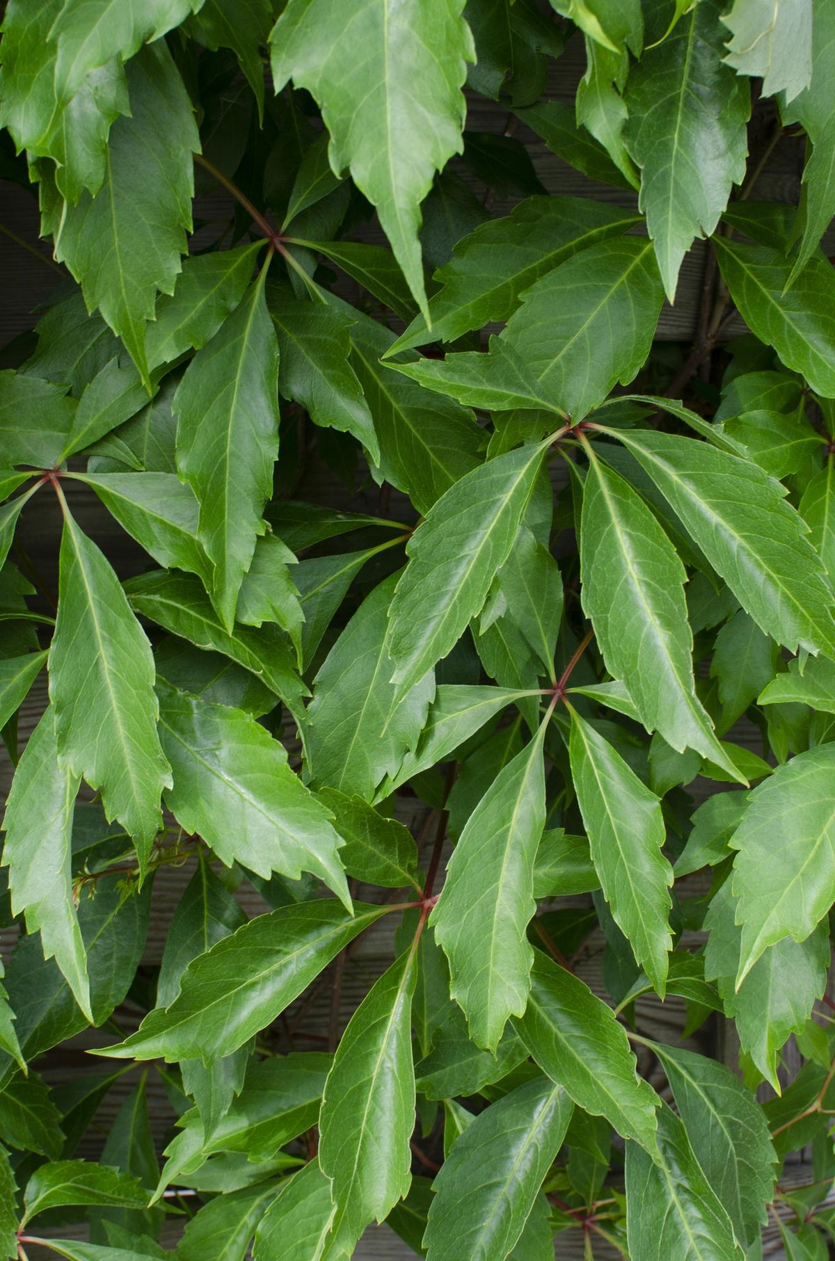 Parthenocissus q. (wild grape) – 3 plants, Ø15 cm, 65 cm high – photo 2