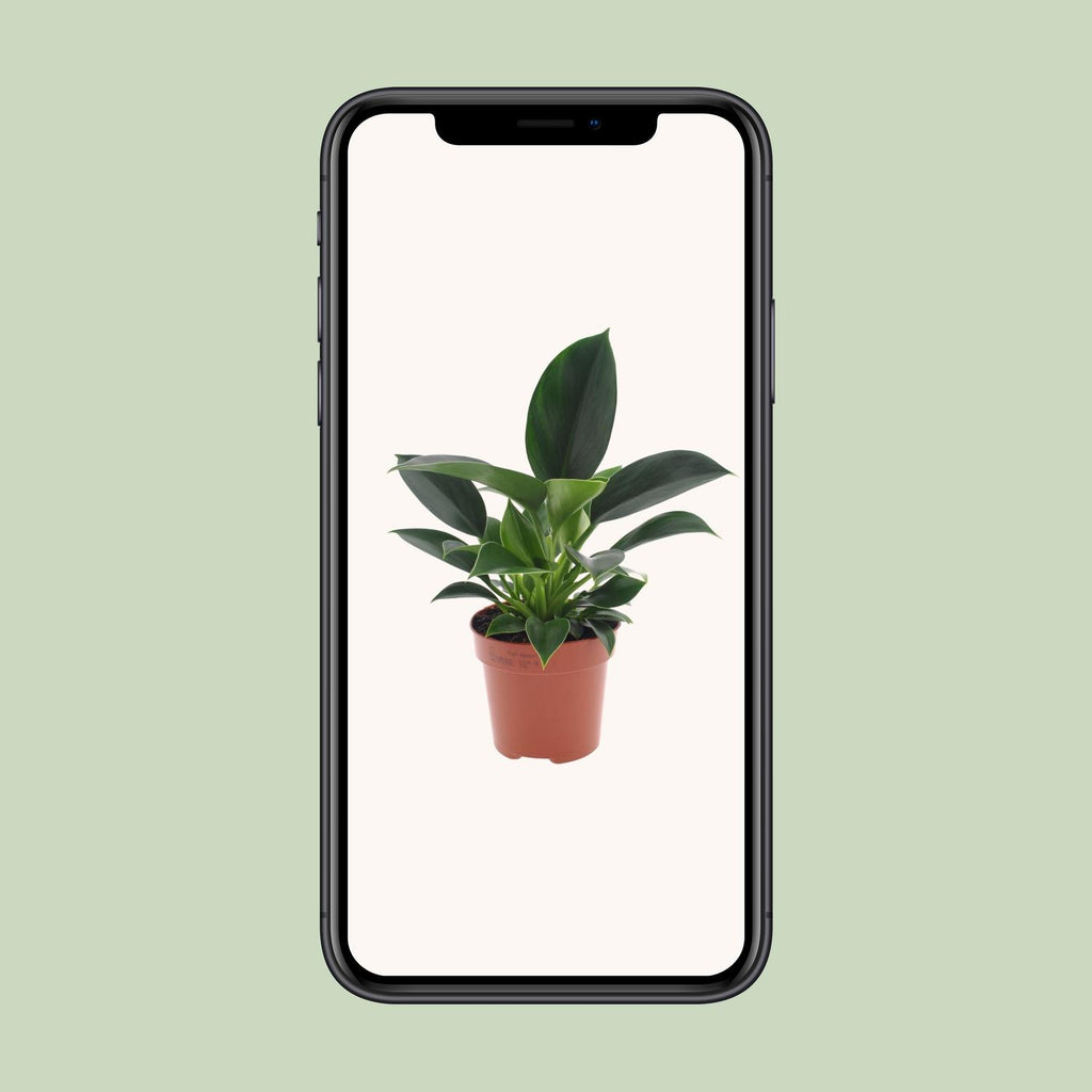 Philodendron Green Princess – Ø 12 cm, 25 cm hoch