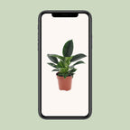 Philodendron Green Princess – Ø 12 cm, 25 cm hoch
