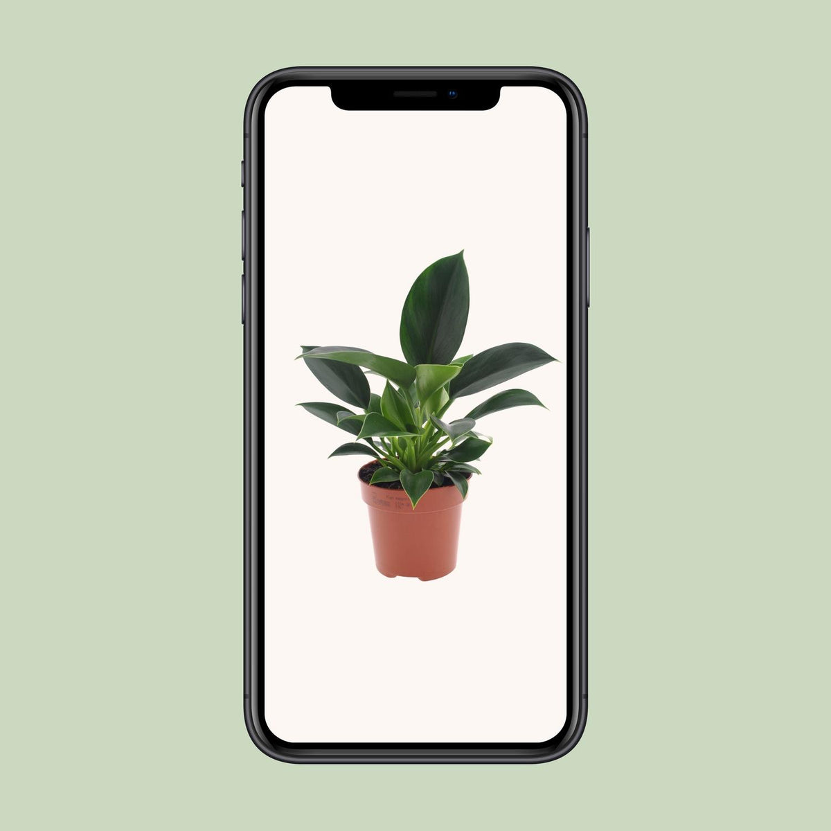 Philodendron Green Princess – Ø 12 cm, 25 cm hoch
