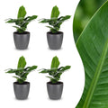 4× Musa Oriental Dwarf (banana plant) in grey Potter decorative pot – Ø12 cm, 30 cm high