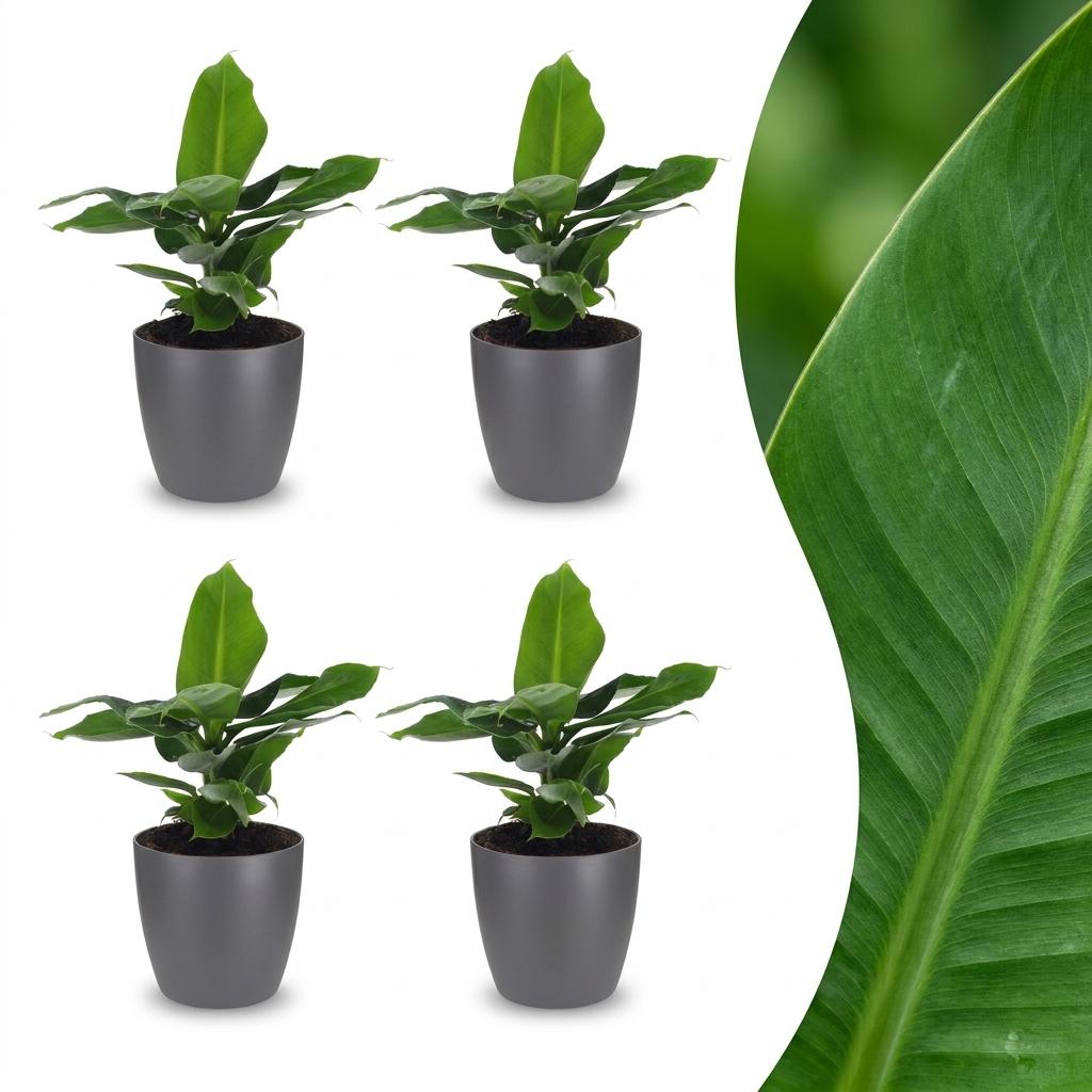 4× Musa Oriental Dwarf (banana plant) in grey Potter decorative pot – Ø12 cm, 30 cm high