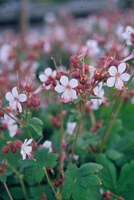 Géranium macrorrhizum 'Spessart' (géranium vivace) – 6 plantes, Ø9 cm, 10–25 cm de haut