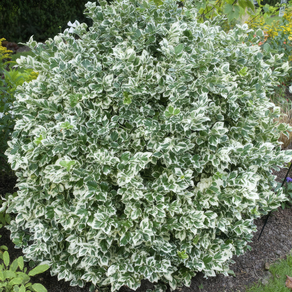 Euonymus fort. 'Emerald Gaiety' (spindle bush) – 12 plants, Ø9 cm, 10–25 cm high – photo 6