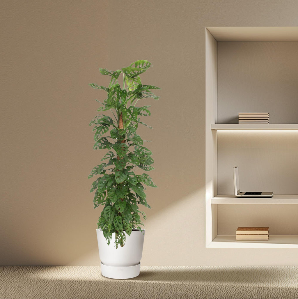 Monstera Monkey Leaf (hulplant) – Ø27 cm, 160 cm høj