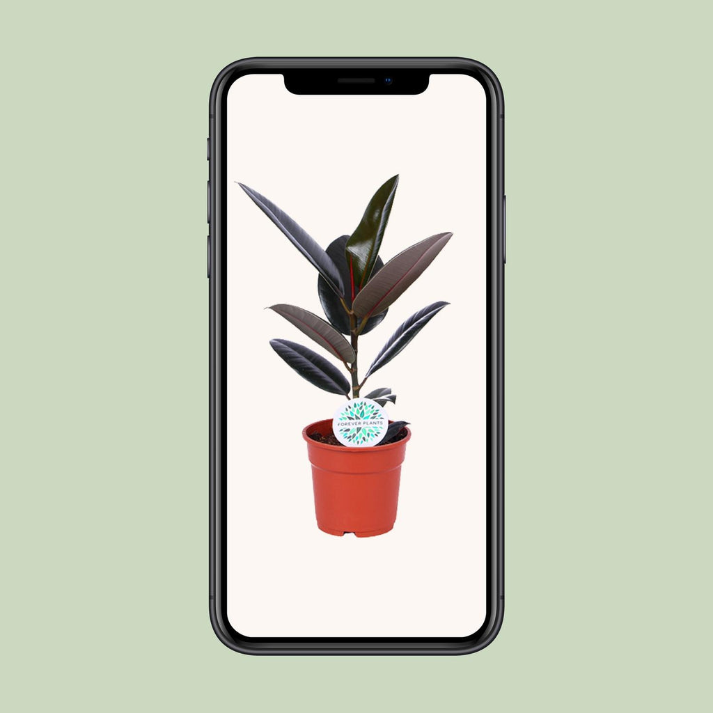Ficus elastica Abidjan (rubberplant) – Ø17 cm, 55 cm hoog