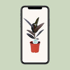 Ficus elastica Abidjan (rubberplant) – Ø17 cm, 55 cm hoog