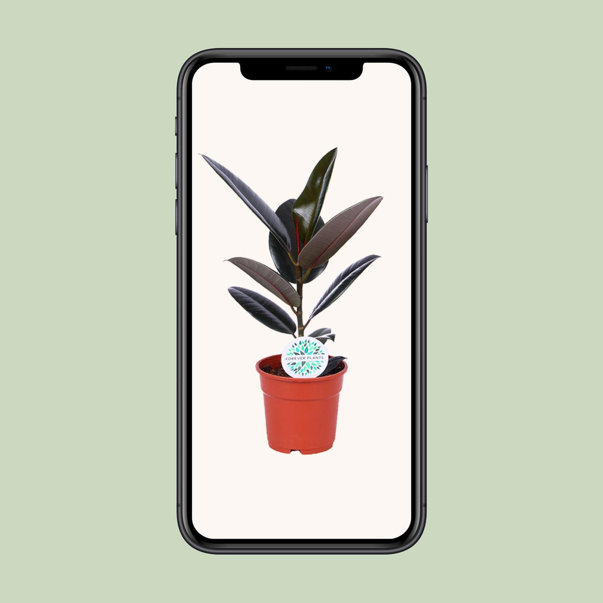 Ficus elastica Abidjan (rubberplant) – Ø17 cm, 55 cm hoog