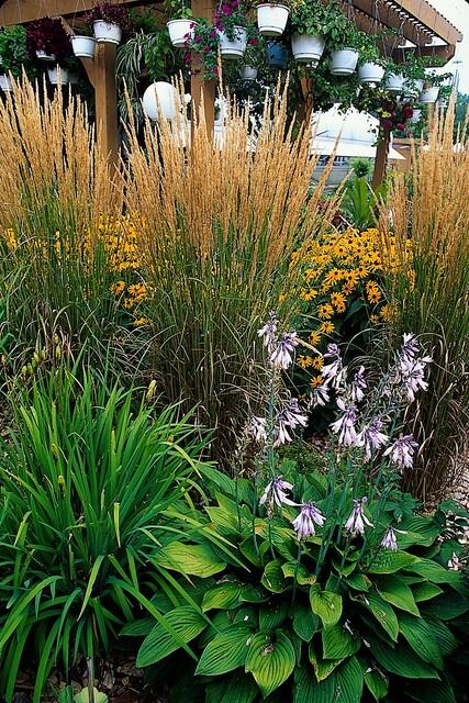 Calamagrostis acut. 'Karl Foerster' (Zierbinenstauden) – 60 Pflanzen, Ø 9 cm, 10–25 cm hoch – Bild 5