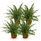 4× Nephrolepis exaltata Green Lady (fougère épée) – Ø12 cm, 28–30 cm de haut