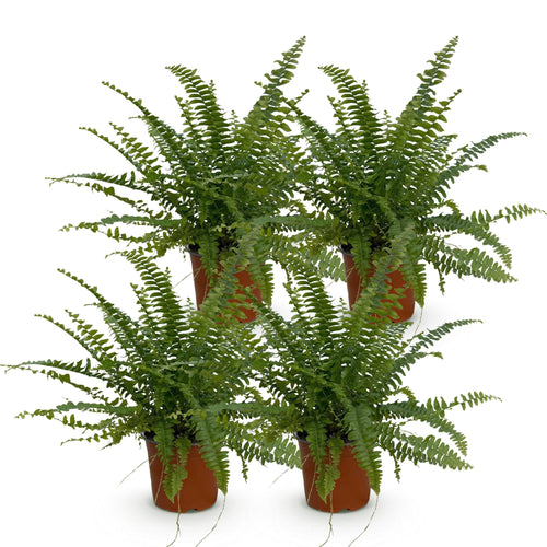 4× Nephrolepis exaltata Green Lady (Schwertfarn) – Ø12 cm, 28–30 cm hoch