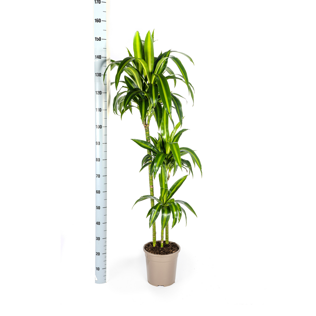 Dracaena Deremensis Hawaiian Sunshine (Drachenbaum) – Ø 24 cm, 130–150 cm hoch