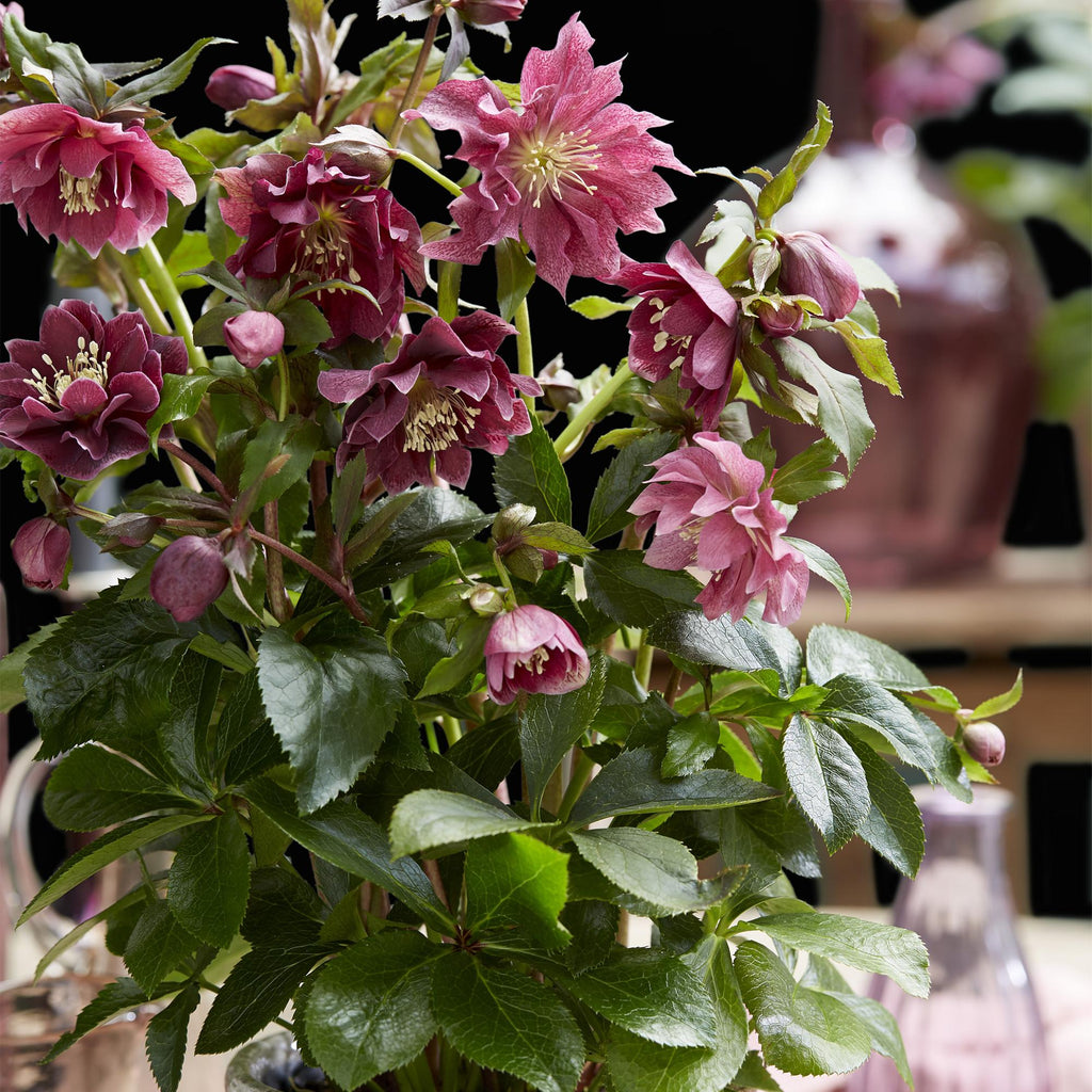 Helleborus orientalis 'Double Ellen Red' (kerstroos) – Ø14 cm, 35 cm hoog – foto 5