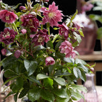 Helleborus orientalis 'Double Ellen Red' (kerstroos) – Ø14 cm, 35 cm hoog