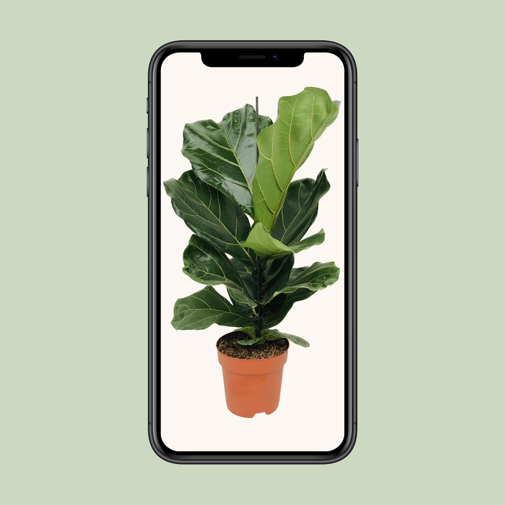 Ficus lyrata (vioolbladplant) – Ø17 cm, 75 cm hoog