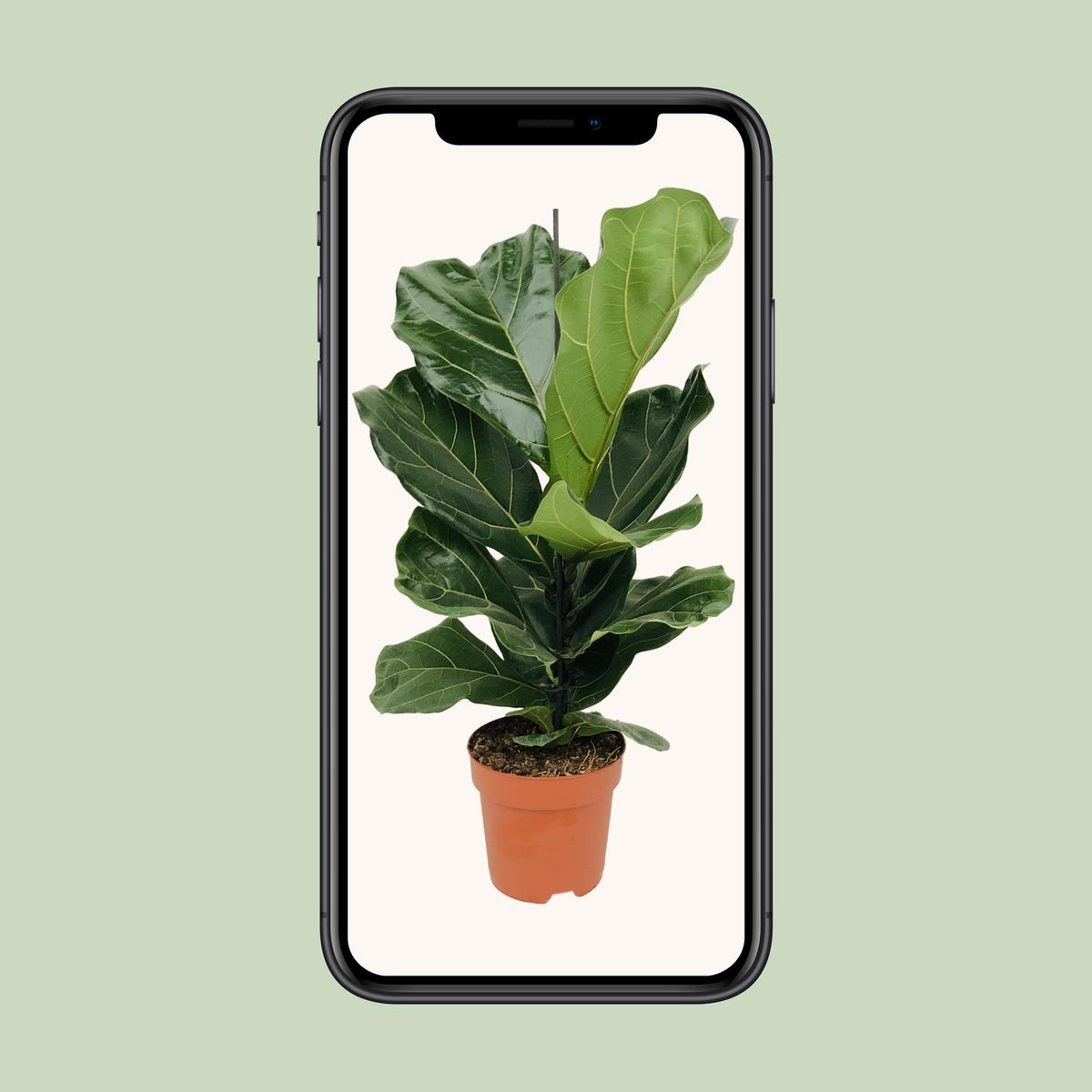 Ficus lyrata (vioolbladplant) – Ø17 cm, 75 cm hoog