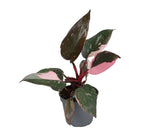 Philodendron Pink Princess Marble – Ø6 cm, 12 cm de haut